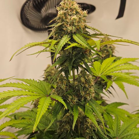 Northern Lights #1  growlog timeline photo
