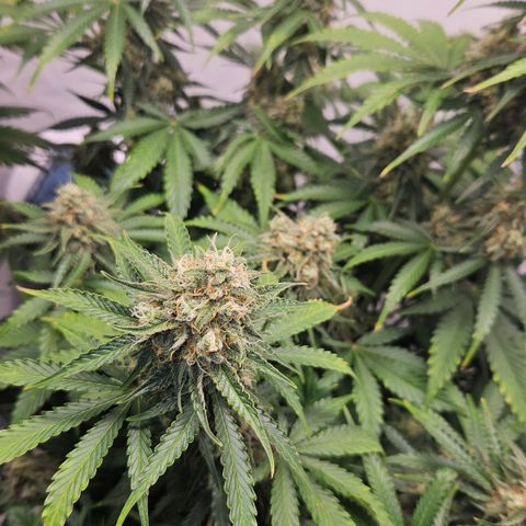 Northern Lights #2 growlog timeline photo