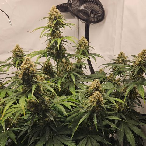 Northern Lights #2 growlog timeline photo