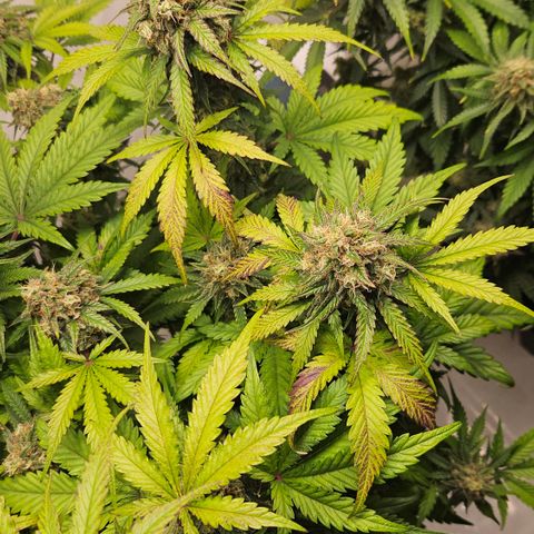 Northern Lights #1  growlog timeline photo