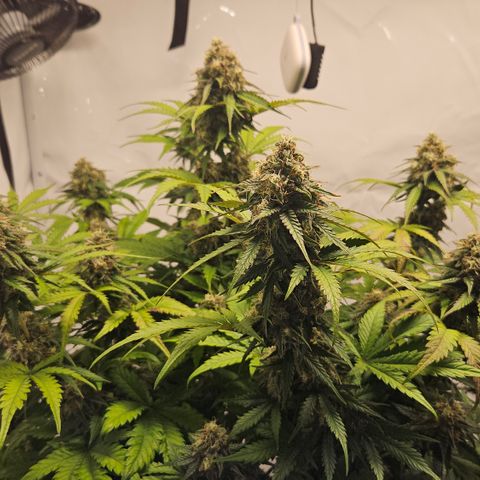 Northern Lights #1  growlog timeline photo