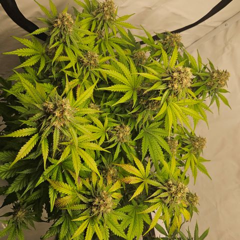 Northern Lights #1  growlog timeline photo