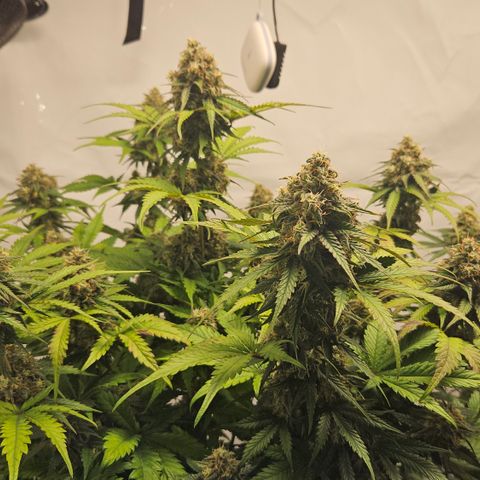 Northern Lights #1  growlog timeline photo