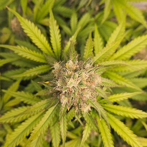 Northern Lights #1  growlog timeline photo