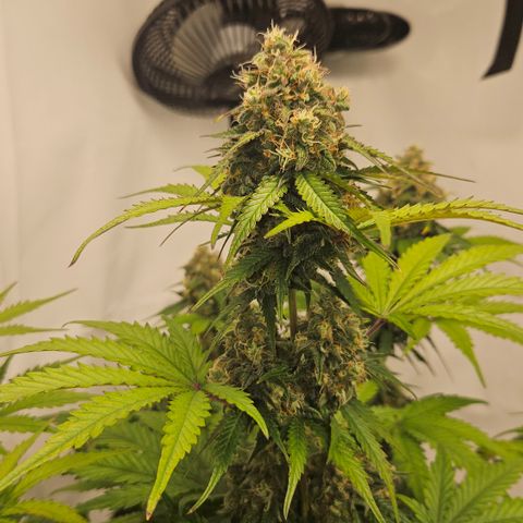 Northern Lights #1  growlog timeline photo