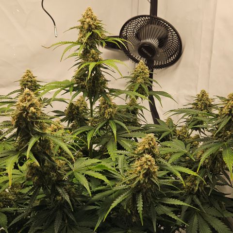 Northern Lights #2 growlog timeline photo