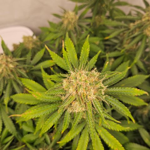Northern Lights #2 growlog timeline photo