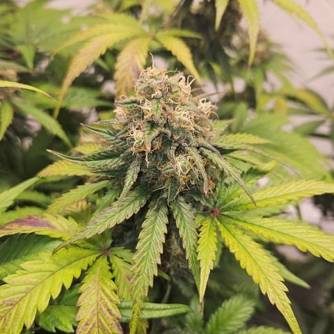 Northern Lights #1  growlog timeline photo