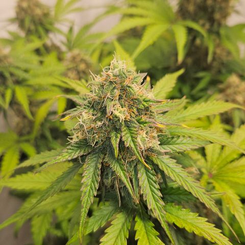 Northern Lights #1  growlog timeline photo