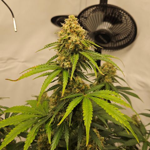 Northern Lights #2 growlog timeline photo