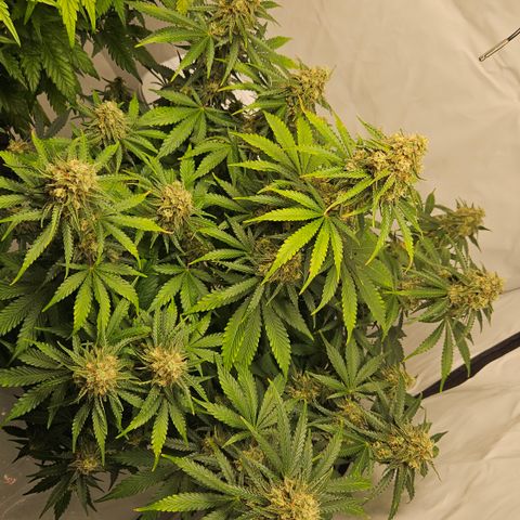 Northern Lights #2 growlog timeline photo