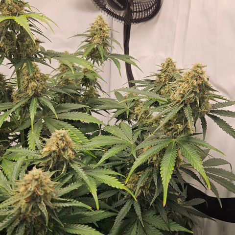 Northern Lights #2 growlog timeline photo