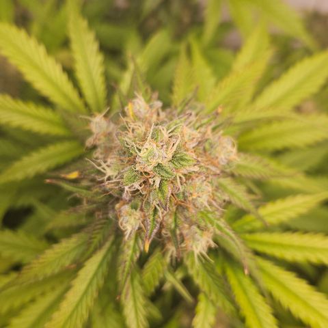 Northern Lights #1  growlog timeline photo