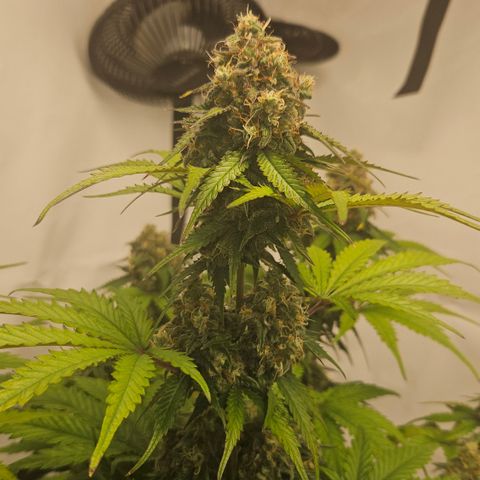 Northern Lights #1  growlog timeline photo
