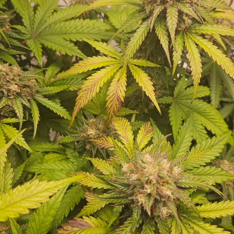 Northern Lights #1  growlog timeline photo