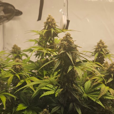 Northern Lights #1  growlog timeline photo