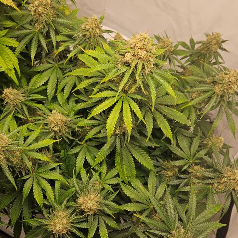 Northern Lights #2 growlog timeline photo