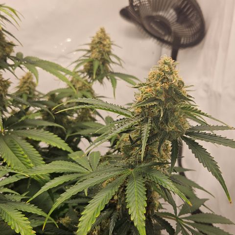 Northern Lights #2 growlog timeline photo