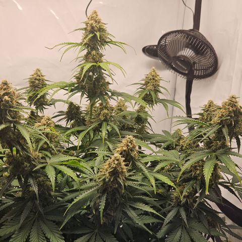 Northern Lights #2 growlog timeline photo