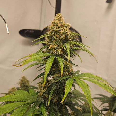 Northern Lights #2 growlog timeline photo