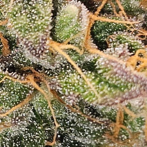 Northern Lights #1  growlog timeline photo