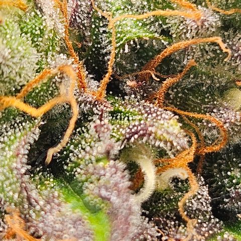 Northern Lights #1  growlog timeline photo