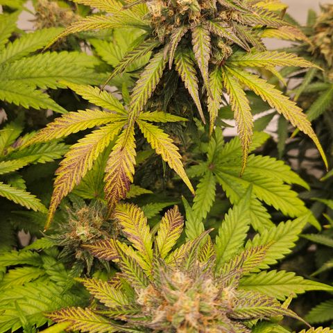 Northern Lights #1  growlog timeline photo