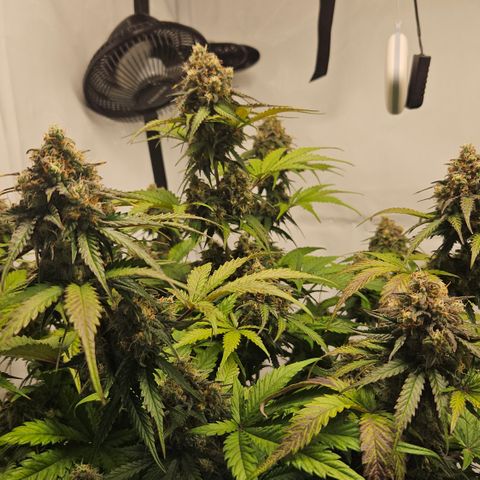 Northern Lights #1  growlog timeline photo