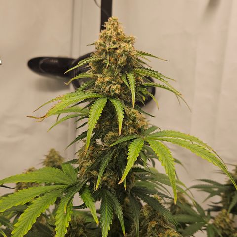 Northern Lights #2 growlog timeline photo