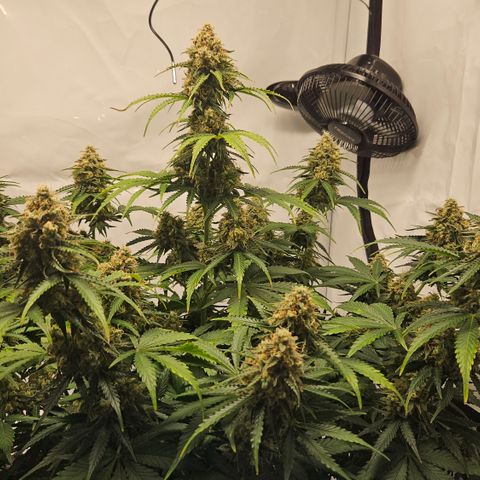 Northern Lights #2 growlog timeline photo