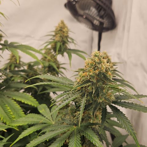 Northern Lights #2 growlog timeline photo