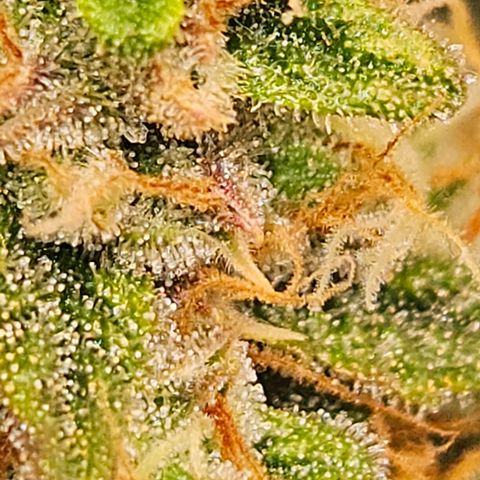 Northern Lights #2 growlog timeline photo
