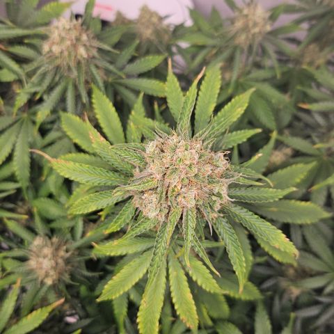 Northern Lights #2 growlog timeline photo