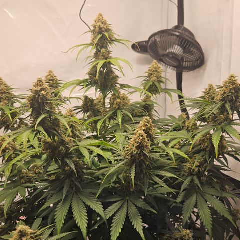 Northern Lights #2 growlog timeline photo