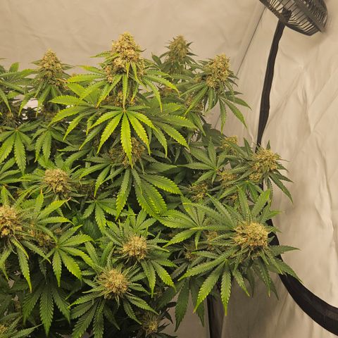Northern Lights #2 growlog timeline photo