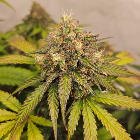 Northern Lights #1  growlog timeline photo