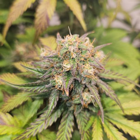 Northern Lights #1  growlog timeline photo
