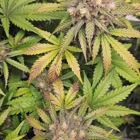 Northern Lights #1  growlog timeline photo