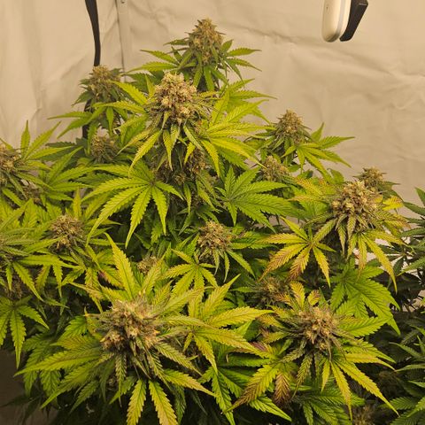 Northern Lights #1  growlog timeline photo