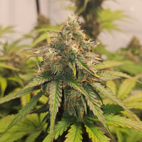 Northern Lights #1  growlog timeline photo