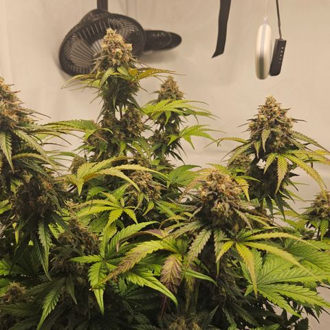 Northern Lights #1  growlog timeline photo