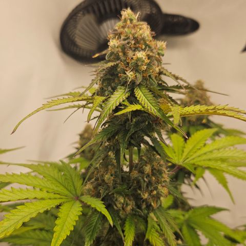Northern Lights #1  growlog timeline photo