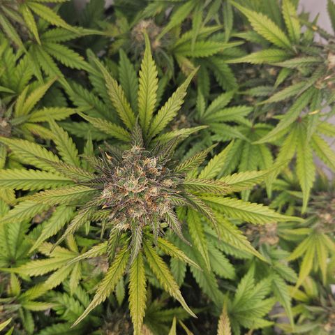 Northern Lights #1  growlog timeline photo