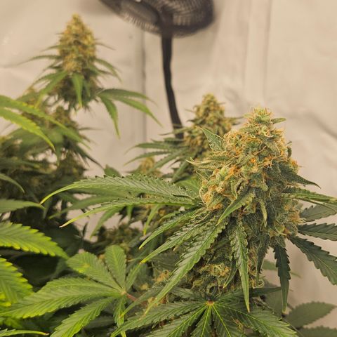 Northern Lights #2 growlog timeline photo
