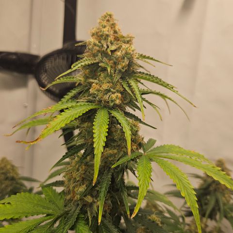 Northern Lights #2 growlog timeline photo