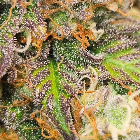 Northern Lights #1  growlog timeline photo
