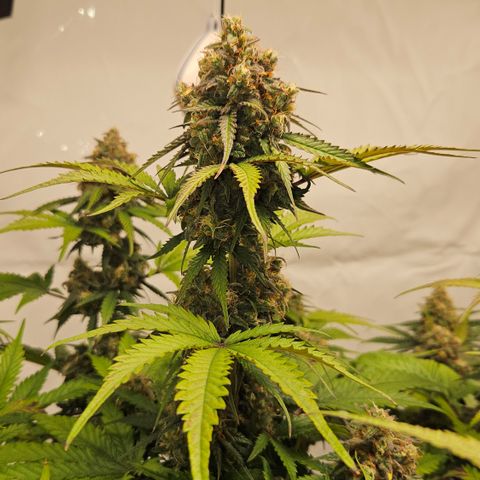 Northern Lights #1  growlog timeline photo