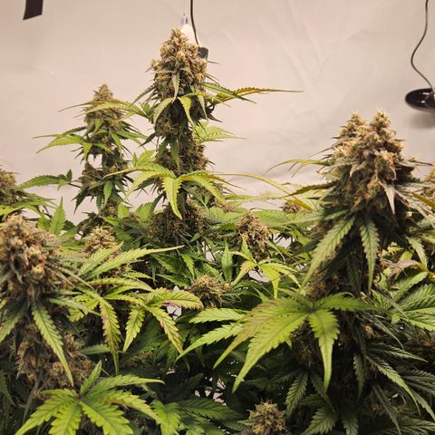 Northern Lights #1  growlog timeline photo