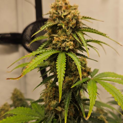 Northern Lights #2 growlog timeline photo