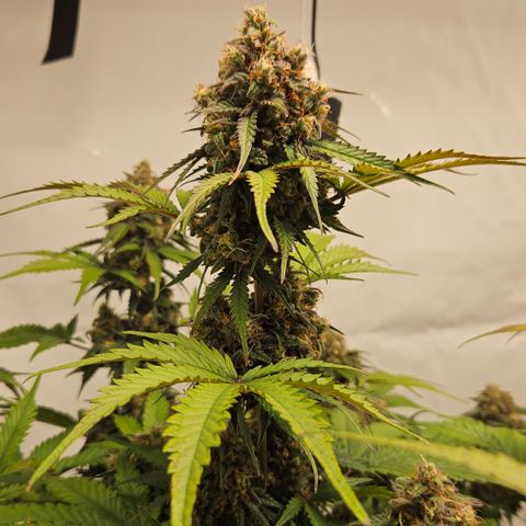 Northern Lights #1  growlog timeline photo